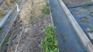 Ежевика ранней весной.