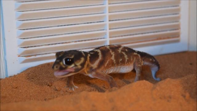 Nephrurus Levis Levis  /НЕФРУРУС ЛЕВИС ЛЕВИС