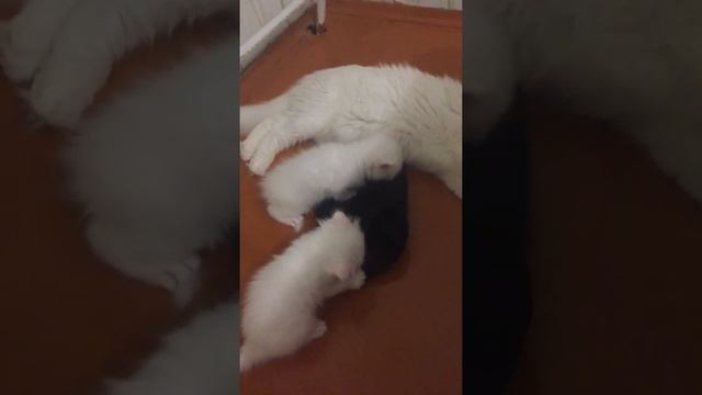 Почему котятам нравятся наколенники ? | Шотландская вислоухая кошка Нани смотреть онлайн