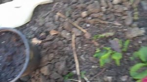 Черенкование роз после осенней обрезки.