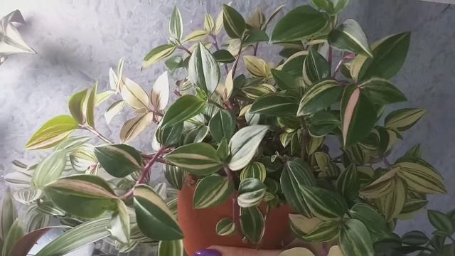 Обзор полочки с самыми неприхотливыми растениями?Сциндапсусы?Традесканции?Укореним Декабрист?Грунт смотреть онлайн