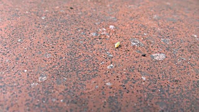 Пенница слюнявая смотреть онлайн