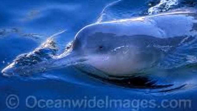 Baiji dolphins - Nomasa series смотреть онлайн