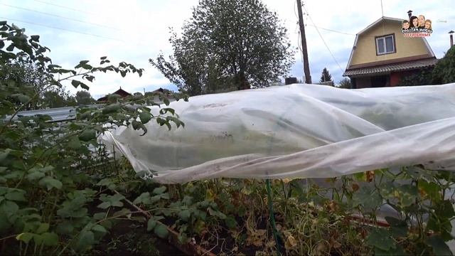 VLOG! Вот и лето прошло?/сливаю воду с бассейна/Стрижём малину/Наводим порядок на даче/Осень на дач смотреть онлайн