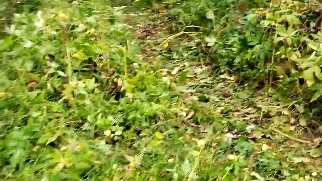 Как мы Купили ЛЫСУЮ РЕЗИНУ и застряли в Лесу на ЛТЗ-60 с Десятикубовкой. смотреть онлайн