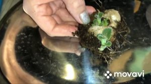 Обрезка гнили на клубне Глоксинии. Rot pruning on Gloxinia tuber.