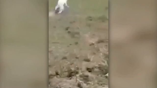 30 Times Animals Messed With The Wrong Opponent! смотреть онлайн