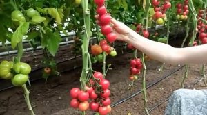 Томат черри Малиновый десерт F1