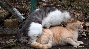 Mating Cats Hard successfully PART  Look what happen