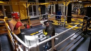 Бокс спарринги 24.12.21