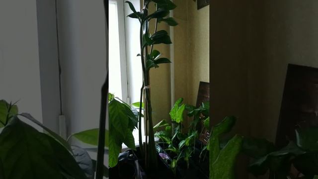 Shaman и мой очень странный замиокулькас. Что с ним в итоге стало💁🏼♀️ смотреть онлайн