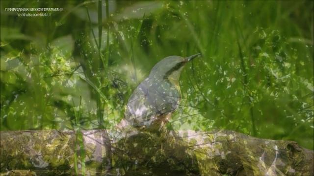 ПОЮЩИЕ ЛЕСНЫЕ ПТИЦЫ- ЛЕКАРИ , ЭТО ГАРМОНИЯ В НАШЕЙ ДУШЕ, СПОКОЙНАЯ НЕРВНАЯ СИСТЕМА И УМИРОТВОРЕНИЕ смотреть онлайн