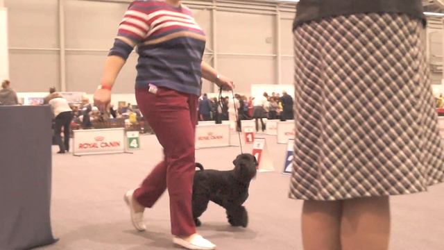 Суки открытый класс: 1-LEMARK DANCING STAR , 2-ЦЕРЕЛЛИЯ КАПИТОЛИНА ИЗ ДОМА ДЕФРАНШ – 2 отл смотреть онлайн