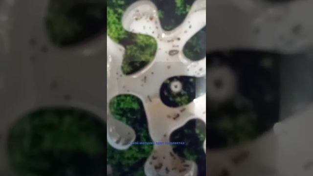 Музыка для муравьев. Эту музыку ищут все смотреть онлайн