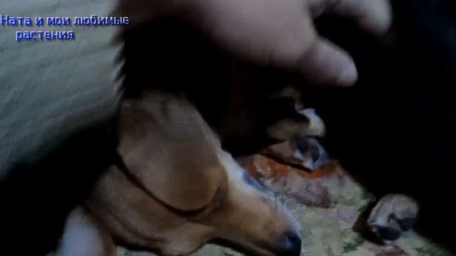 Комнатные цветы// Цветущая полянка // Знакомство с Симой смотреть онлайн