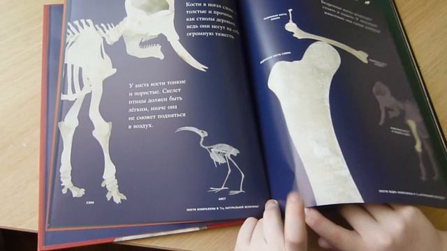 ОБЗОР книги "Кости и Скелеты" / собираем скелет человека ? смотреть онлайн