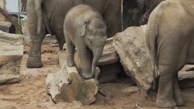 Crying Baby Elephant Stuck On Log смотреть онлайн