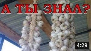 Вяжем ЧЕСНОК в КОСУ: другой вариант плетения
