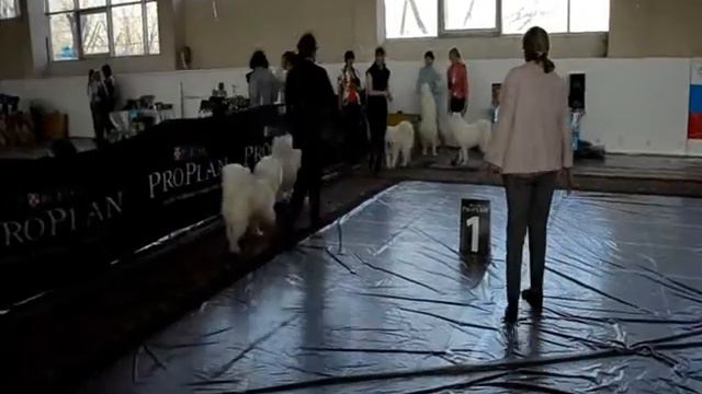 28.02.2015 г. Выставкаранга САС ЧФ РФЛС г. Екатеринбург "Созвездие друзей-2015". Суки юниоры смотреть онлайн