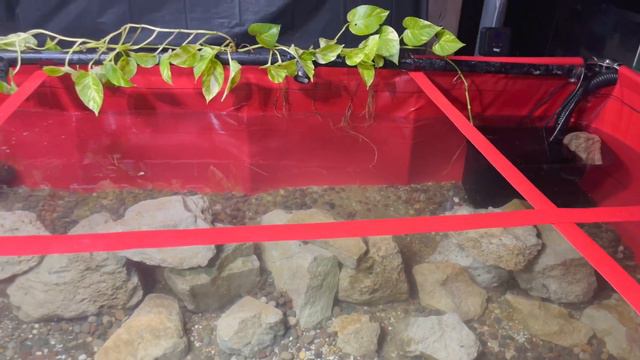 FINALLY SETTING UP FILTRATION ON MY 1000G INDOOR FISH POND!! смотреть онлайн