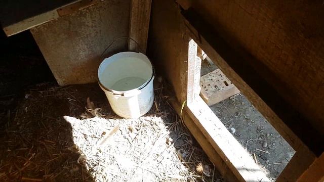 ЧЕМ КОРМИТЬ курицу сидящую на яйцах? смотреть онлайн