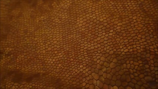 обзор хвоста русалки ekstra золотая рыбка смотреть онлайн