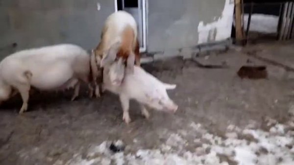 хряк 480 кг долбит молодую свинку