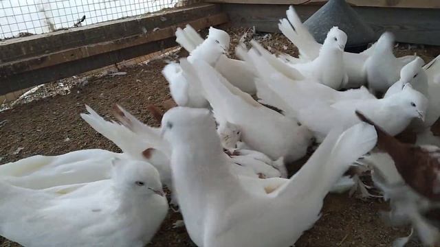 13 ноября 2022 г. рассказываю как я отбираю птицу на племя по внешнему виду, андижанские голуби смотреть онлайн