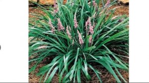 Лириопе: отличительные особенности, способы размножения, выращивание и уход.