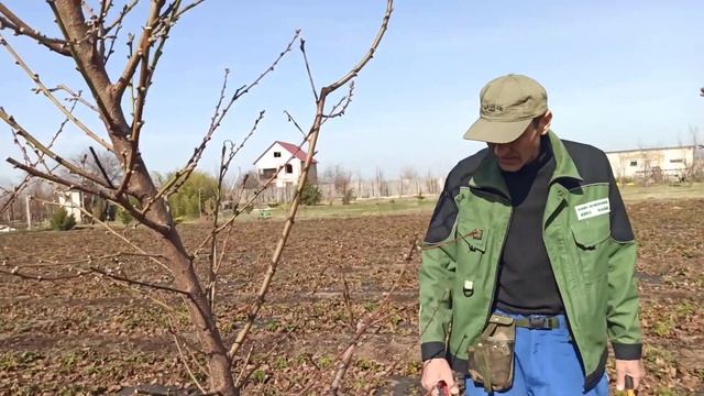 Весенняя обрезка персика формировка Веретено - советы по обрезке персика Николай Николаев / Херсон смотреть онлайн