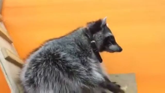 Самый милый в мире енотик! смотреть онлайн