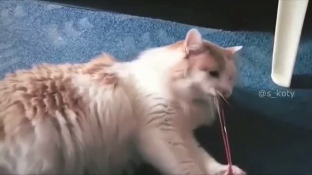 Кот сам себя обидел))) смотреть онлайн