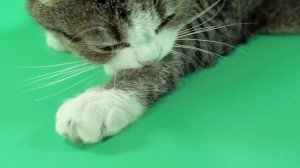 Так вот что значит если кошка топчет вас передними лапками!