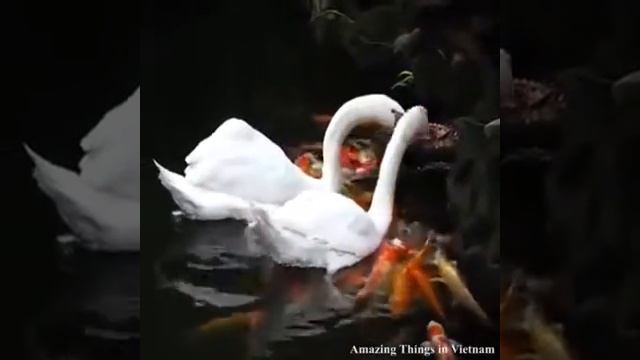 УДИВИТЕЛЬНО Лебеди кормят рыб)))смотреть всем смотреть онлайн