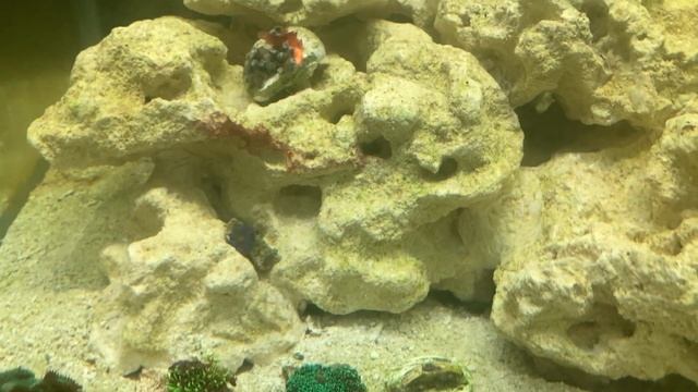 Новые кораллы. Зоантусы, дискосомы, саркофитон и др. смотреть онлайн