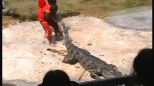 крокодил укусил  человека