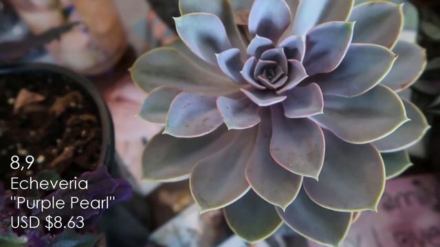 June 2020 Plant Haul | Calathea White Fusion, Begonia, Tradescantia... смотреть онлайн
