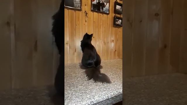 Odry длинная колбаса смотреть онлайн
