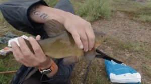 ЛИНЬ КАК С ПУЛЕМЁТА! Рыбалка на фидер на линя весной