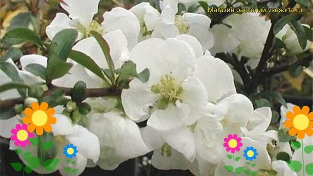 Айва превосходная Джет Трэйл. Краткий обзор, описание характеристик chaenomeles x superba Jet Trail смотреть онлайн