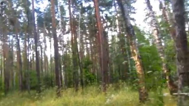 Грибник"под грибами"травит байки...я заслушался смотреть онлайн