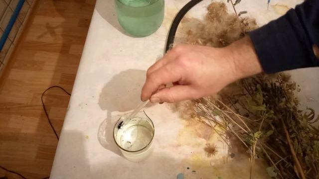 19 января 2023 г.Попытка растворить летучки ( пух ) Бодяка полевого в реактиве Швейцера . смотреть онлайн