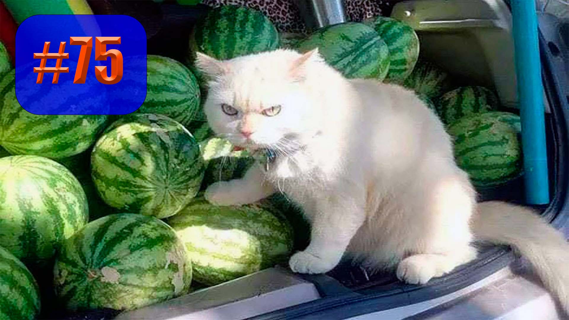 819 секунд Смеха ?? Смешных моментов | приколы лучшие до слез ?? 2022 Смешные коты #75 смотреть онлайн