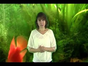 ХООПОНОПОНО:  Результаты по Здоровью