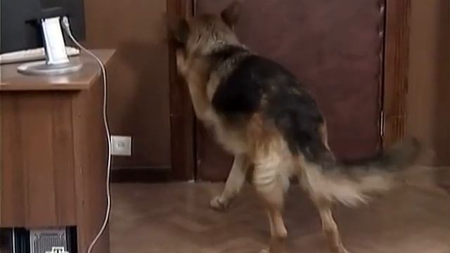 Возвращение Мухтара 2. Жалюзи