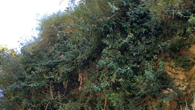 Meditation Music For @pashtobeat