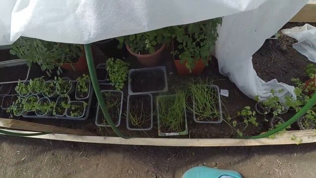 Первая теплица в моей жизни :)