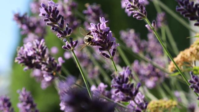 Amazing bee 4k ultra HD video | amazing testing clips for led and lcd TV's projector and | mobiles смотреть онлайн