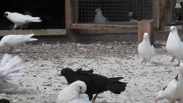 Бакинские голуби Алиева Октая в Баку! смотреть онлайн