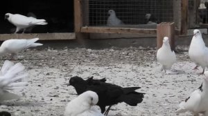 Бакинские голуби Алиева Октая в Баку!